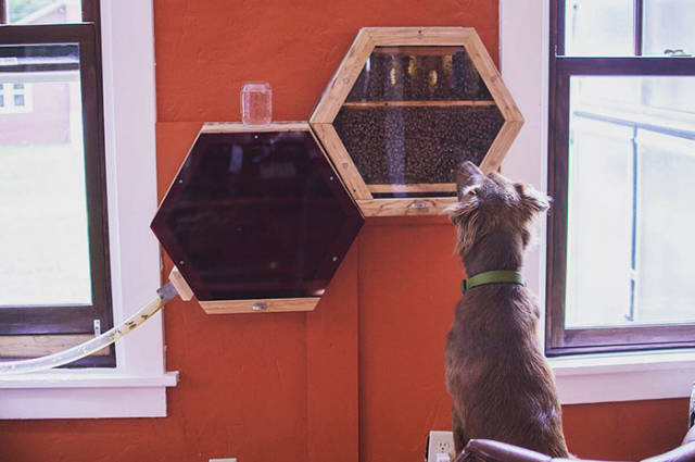 This Company Decided To Connect Bees And Humans For The Good Of Both