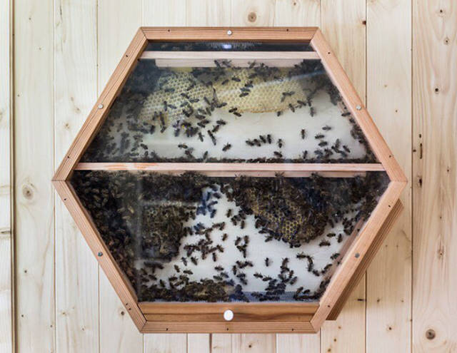 This Company Decided To Connect Bees And Humans For The Good Of Both