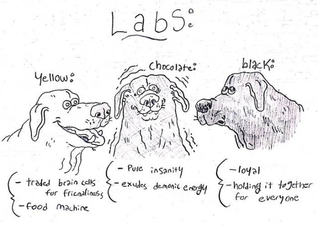 Funny Way To Know All The Dog Breeds