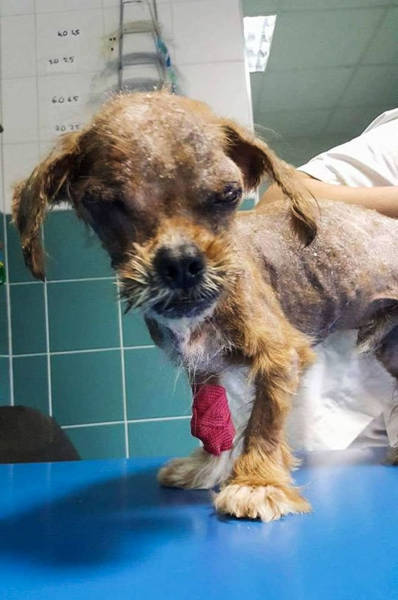 When This Beautiful Dog Was Saved 8 Months Ago, Nobody Could Even Tell He Was A Dog