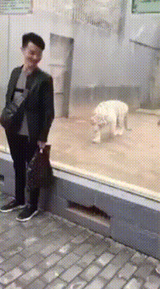 The Key To A Funny GIF Is For It To Be Unexpected!
