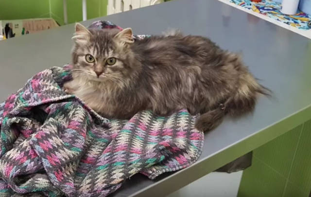 This Could Be The Last Day In This Cat’s Life, But It Became The Happiest Day Instead