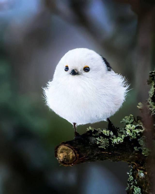 This Finnish Photographer Is Taking Possibly The Cutest Bird Photos You’ll Ever See