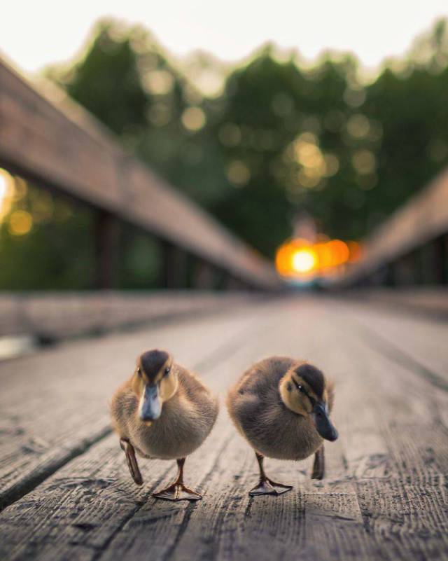 This Finnish Photographer Is Taking Possibly The Cutest Bird Photos You’ll Ever See