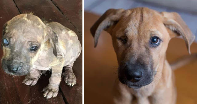 Adoption Drastically Changes Any Dog’s Life