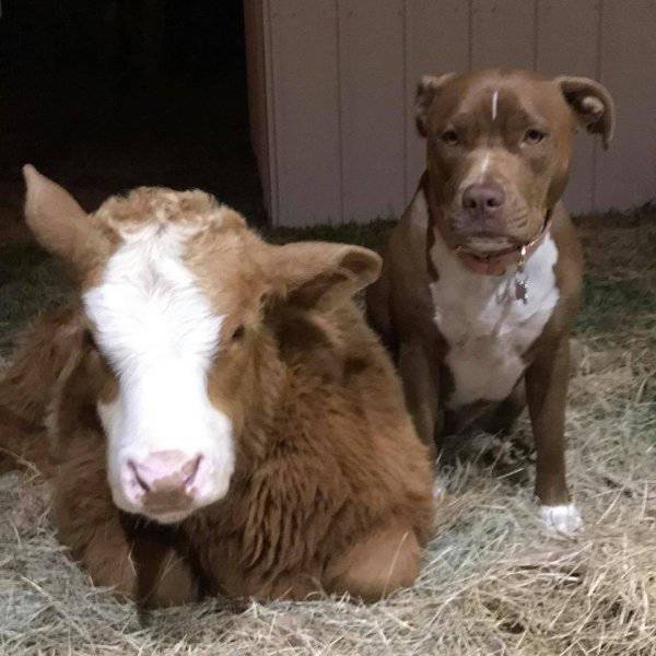 Cow Rescued And Raised Among Dogs Thinks She Is Just A Very Big Dog