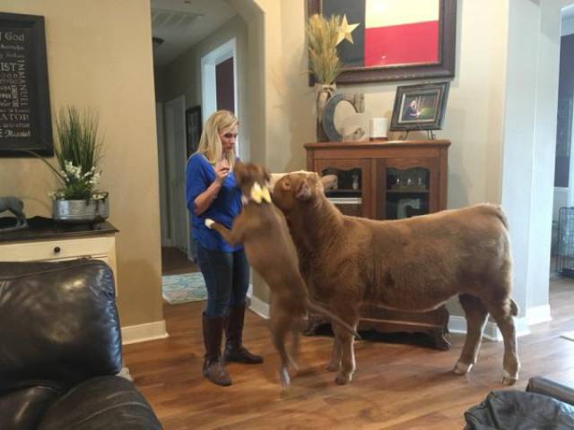 Cow Rescued And Raised Among Dogs Thinks She Is Just A Very Big Dog