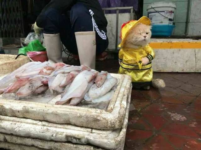 This Regular Fish Vendor From Vietnam Is Becoming Very Popular On The Internet