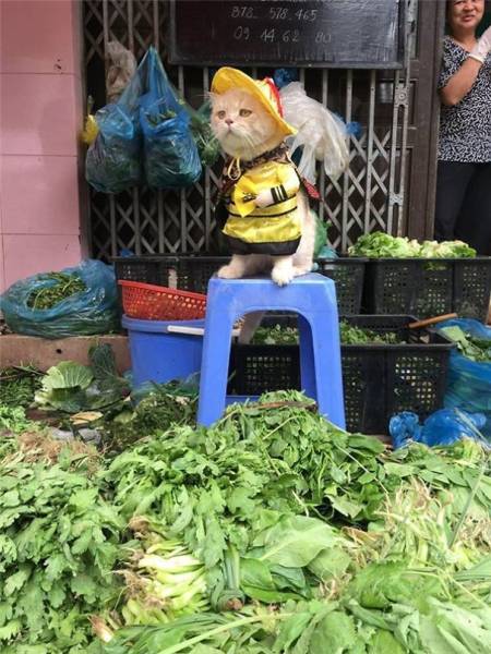 This Regular Fish Vendor From Vietnam Is Becoming Very Popular On The Internet