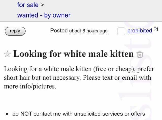They Were Looking For A White Kitten, Almost Got This Instead