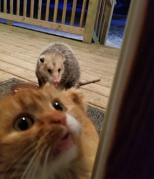 Cat Really Didn’t Expect That Possum Stealing Her Food…