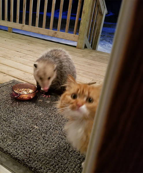 Cat Really Didn’t Expect That Possum Stealing Her Food…