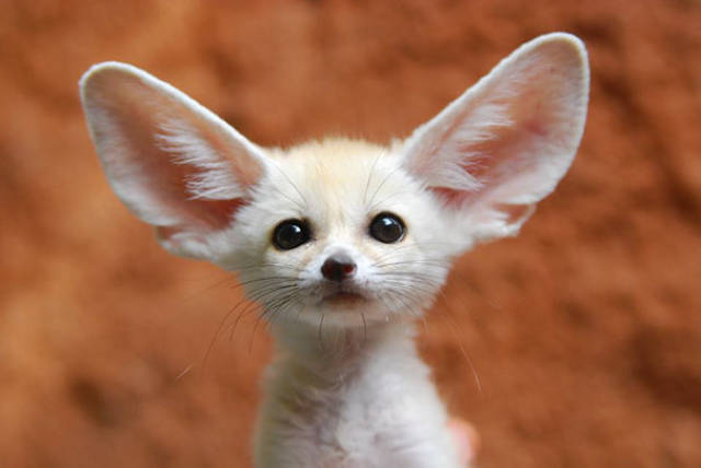 When Fennec Fox Is Forced Into A Vegan Diet…