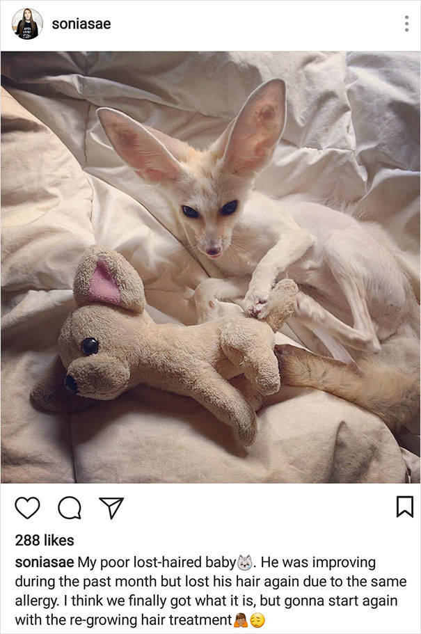 When Fennec Fox Is Forced Into A Vegan Diet…
