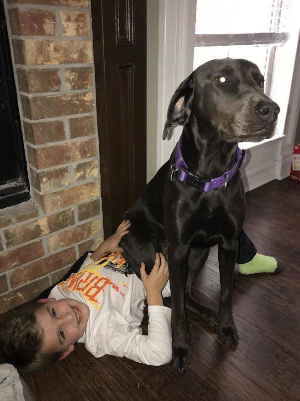 Kids And Dogs Are A Perfect Combination!