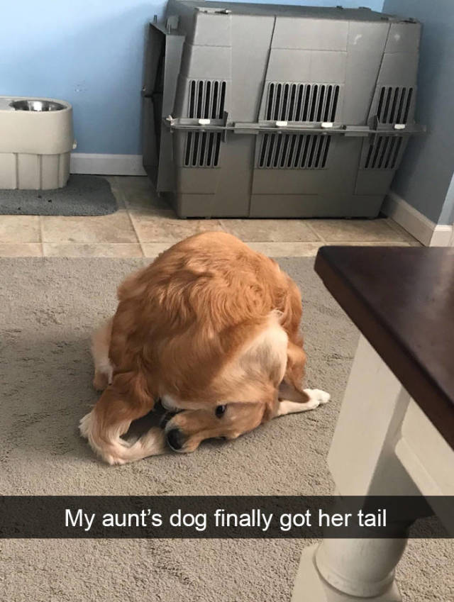 Dogs Are The Best Snapchat Material!