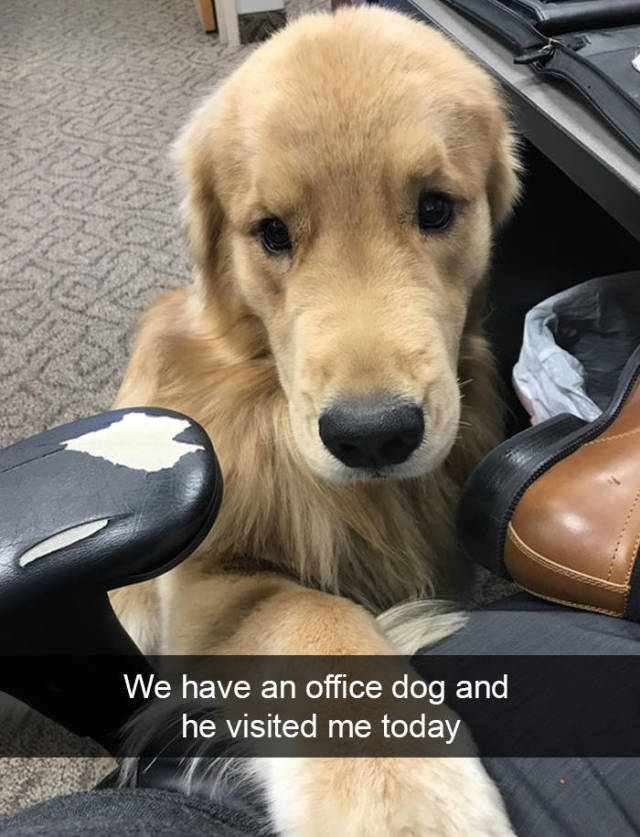 Dogs Are The Best Snapchat Material!
