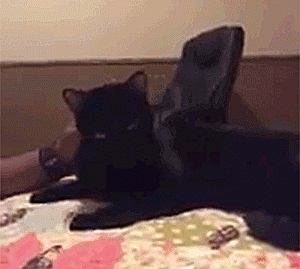 A Cat Returns After Missing For FIVE Years, And In Unbelievable Fashion Too!