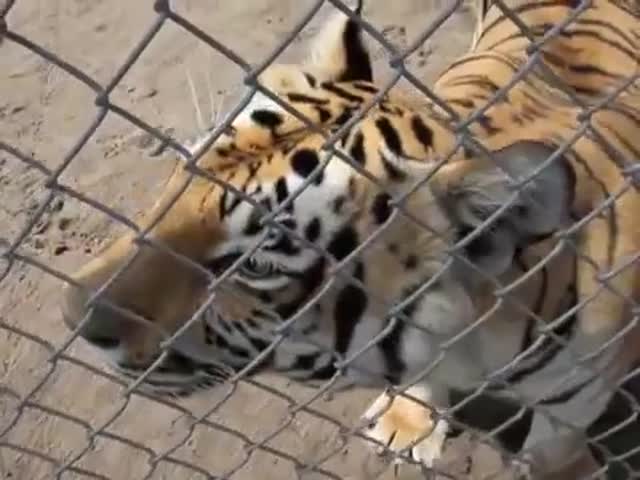 Who Knew Tigers Could Be So Cute