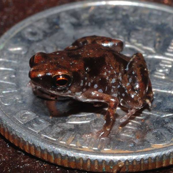 World’s Smallest Animals Are Actually Ridiculously Small