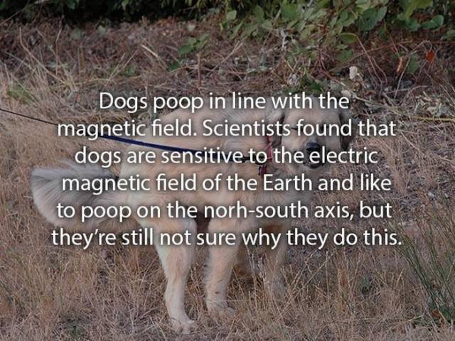 Dogs Are So Interesting To Tell Stories About