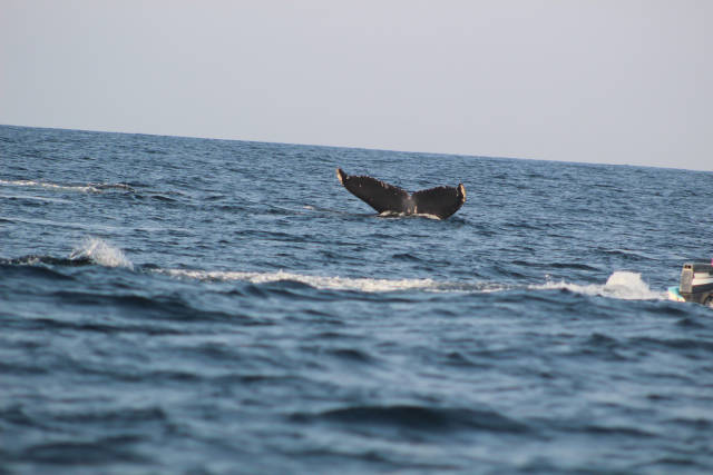 Don’t Get Too Curious While Watching Those Whales…