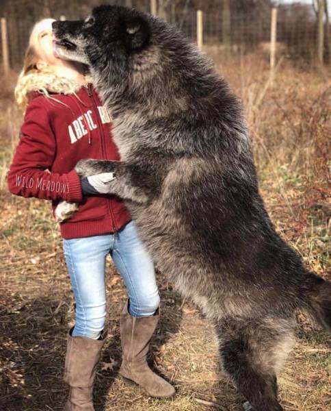 Wolf-Dog Hybrids For Those Who Think That Usual Dogs Are Just Not Enough