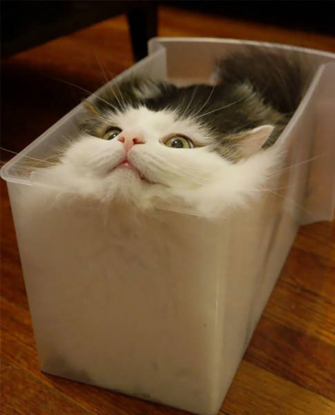 Cats Will Sit Anywhere They Can Fit In