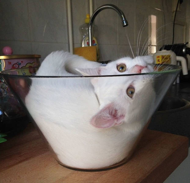 Cats Will Sit Anywhere They Can Fit In