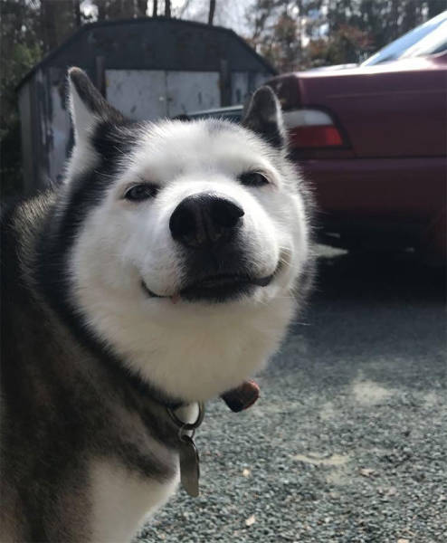 What Could Be Funnier Than A Husky? More Huskies, Of Course!