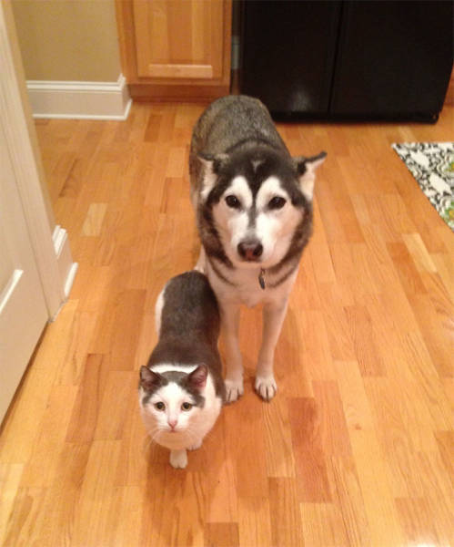 What Could Be Funnier Than A Husky? More Huskies, Of Course!