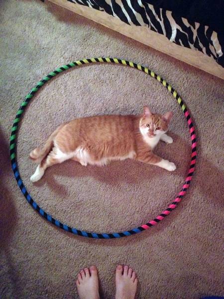 Cats And Circles Have Very Suspicious Relationships