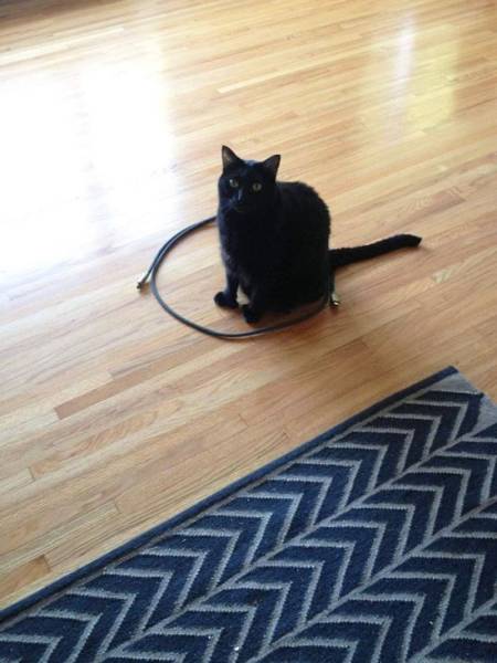 Cats And Circles Have Very Suspicious Relationships