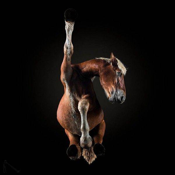 Horse Photos From A Very Unusual Angle