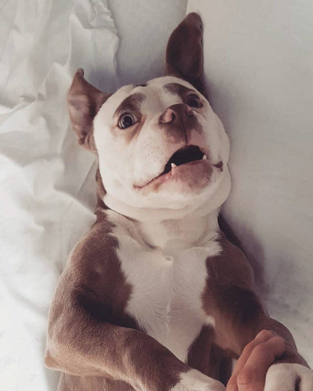 Bulldog With Eyebrows Seems To Not Know What Happiness Is