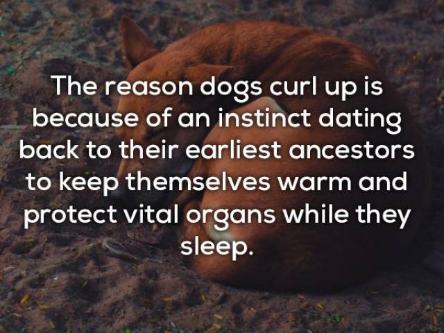 Cute Facts About Dogs