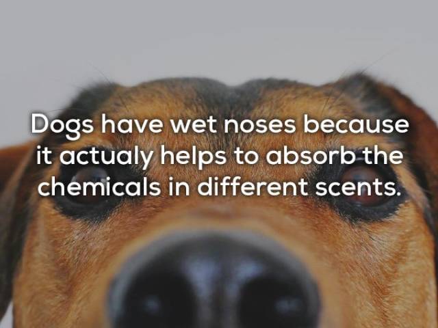 Cute Facts About Dogs