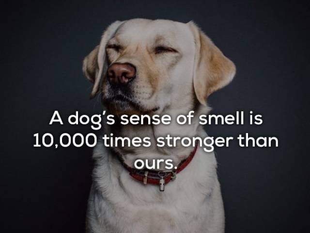 Cute Facts About Dogs