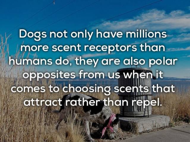 Cute Facts About Dogs