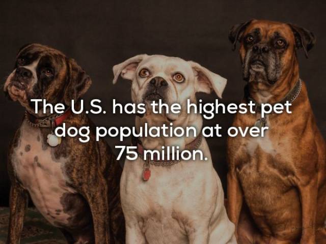 23 facts about dogs