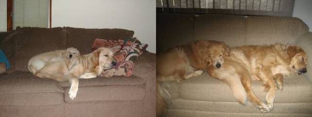 Adorable Dog Photos, Recreated Several Years Later