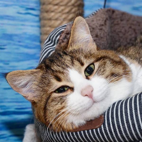 This Cat Is Taking Over The Internet With His Hilarious Facial Expressions Despite His Problem