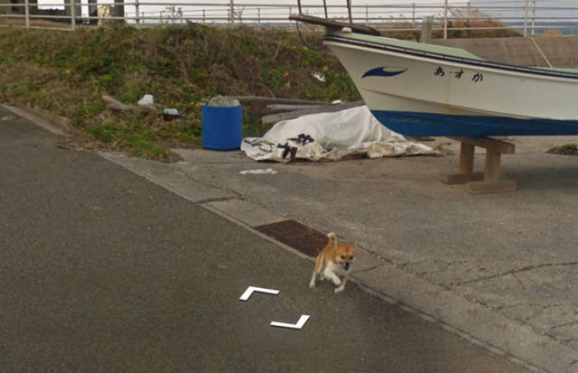 This Dog Chasing a Street View Car Is the Cutest Thing We’ve Seen on Google Maps