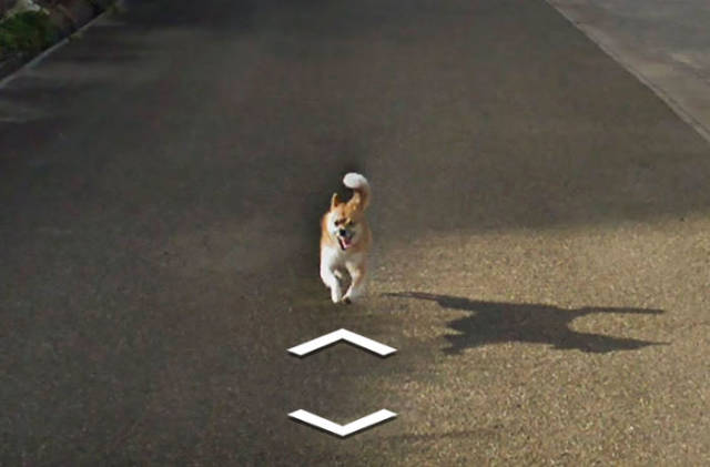 This Dog Chasing a Street View Car Is the Cutest Thing We’ve Seen on Google Maps