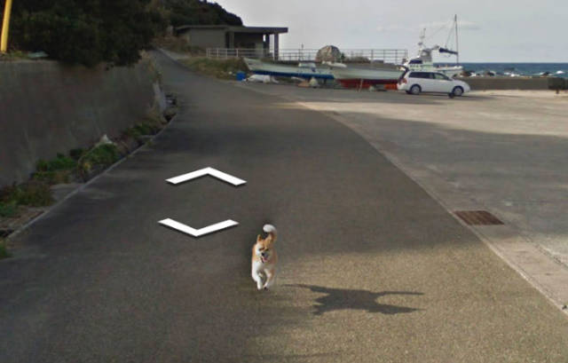 This Dog Chasing a Street View Car Is the Cutest Thing We’ve Seen on Google Maps