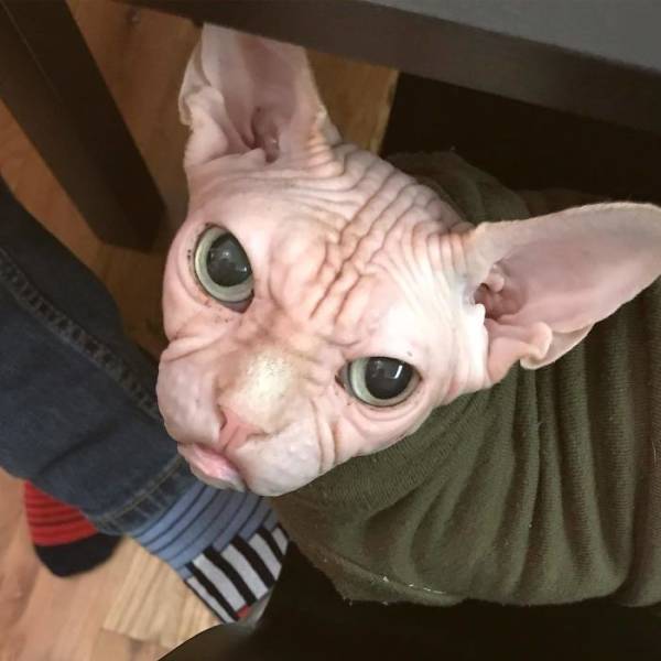 Meet Loki: The World’s Grumpiest Sphynx Cat