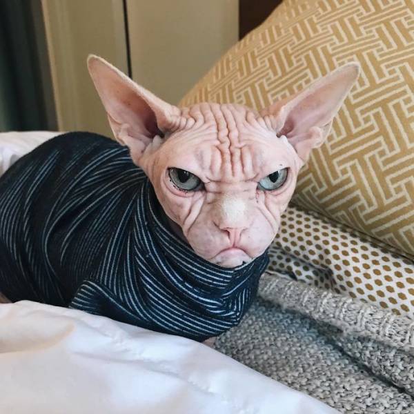 Meet Loki: The World’s Grumpiest Sphynx Cat