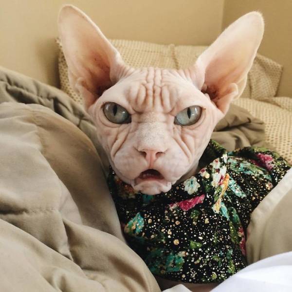 Meet Loki: The World’s Grumpiest Sphynx Cat