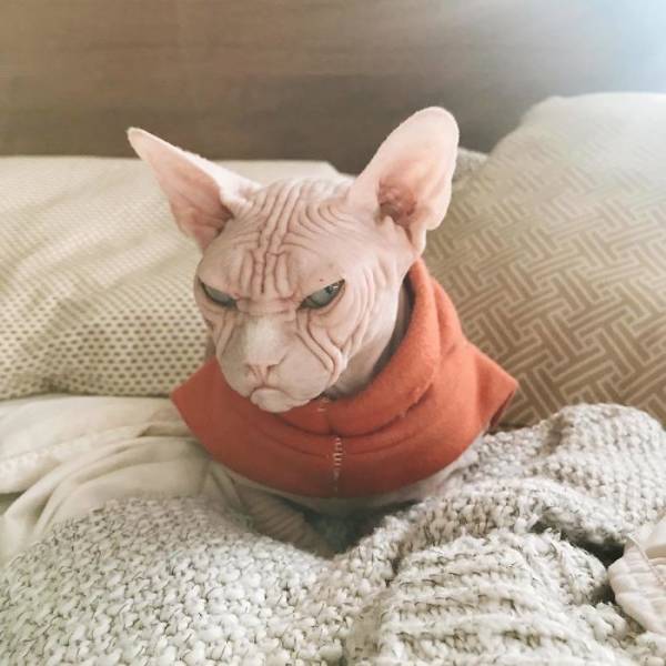 Meet Loki: The World’s Grumpiest Sphynx Cat