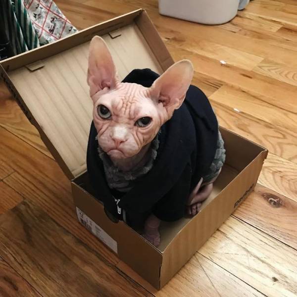 Meet Loki: The World’s Grumpiest Sphynx Cat